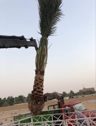 Palm tree Growers | Dubai