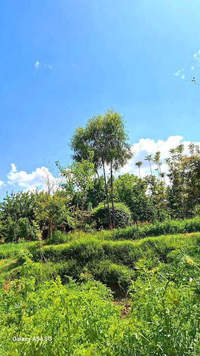 مارجه